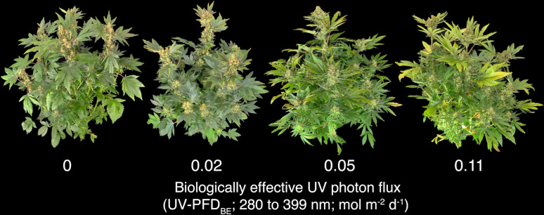 Photo of plants at harvest in rep two. Plants became increasingly chlorotic and damaged with increasing UV-PFDBE. UV-PFDBE was calculated using weighting factors from Flint and Caldwell (2003).