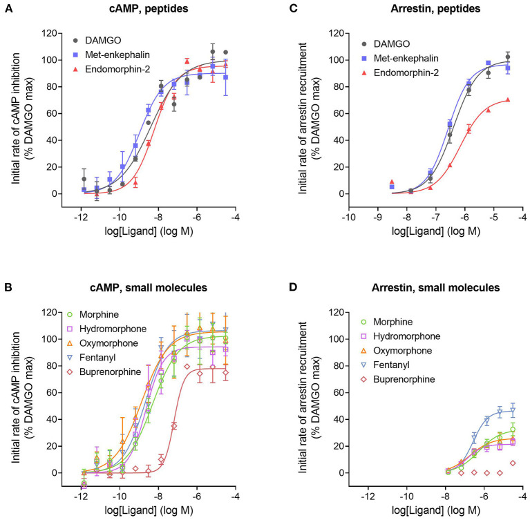 Initial rate of signal generation by the μ opioid receptor in response to endogenous peptide ligands (A,C) and small molecule therapeutics (B,D). The initial rate of cAMP inhibition (A,B) and arrestin recruitment (C,D) was calculated from the time course data curve fit parameters (Figure 3, Supplementary Figures 1, 2). Data points are the mean ± SEM from two separate experiments. The curves were generated using the sigmoid curve equation (Motulsky, 2019), defined by the average curve fit values from the two experiments from Supplementary Table 1. Note that the small molecules are all partial agonists for generating arrestin recruitment.