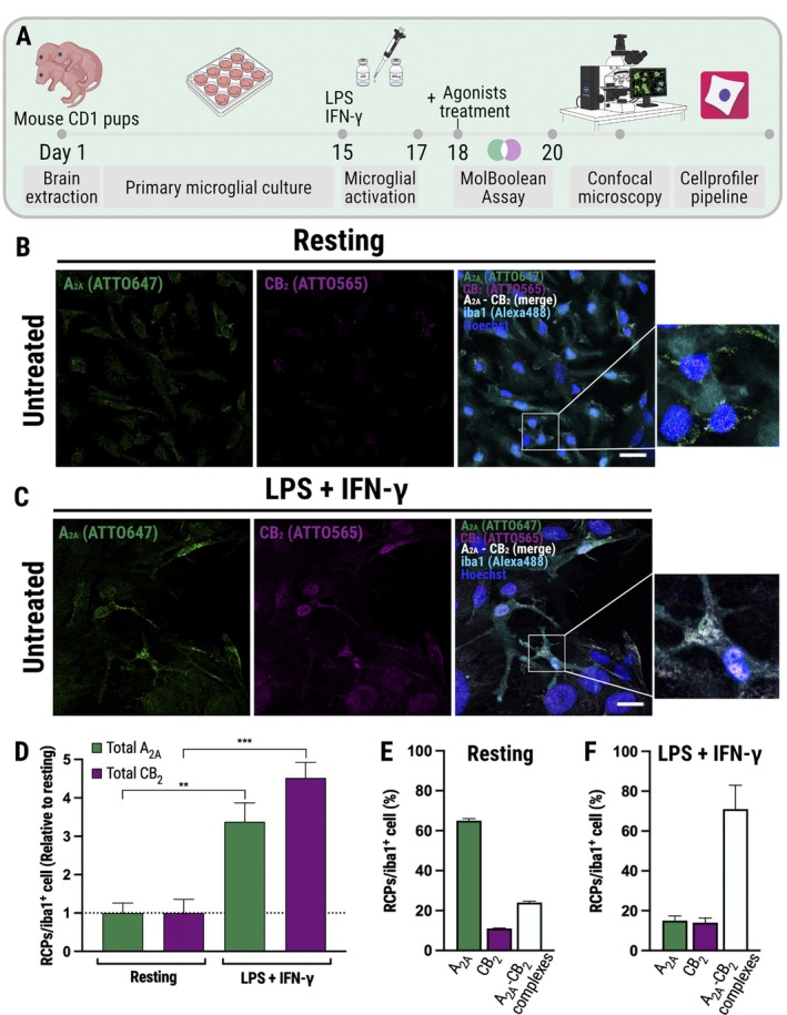 Pro‐inflammatory activation increases MolBoolean‐detectable A2A‐ and CB2‐receptor‐associated signal and shifts receptor partitioning toward the A2A–CB2 het fraction in microglia. MolBoolean assays were performed on resting microglia or on microglia activated for 48 h with LPS + IFN‐γ. (A) Experimental timeline scheme of primary cell preparation, activation, and MolBoolean assay procedure. Representative confocal microscopy images of MolBoolean assays in resting (B) and activated (C) cells. Confocal images show the signal for A2AR (ATTO647, green), CB2R (ATTO565, magenta), A2A–CB2 heteromers (merge, white) and with the microglial marker Iba1 (Alexa Fluor 488, cyan) and nuclei (Hoechst, blue). Insets show zoomed cells. Scale bar = 20 μm. (D) Quantification of the total number of RCPs per cell for A2A and CB2 receptors (non‐interacting + interacting pools). Data are expressed as fold change relative to the signal quantified in resting cells and are presented as mean ± SEM from n = 3 independent experiments. Statistical significance was assessed by one‐way ANOVA followed by Tukey's post hoc test, revealing a significant overall effect (F(3,9) = 20.72; global p < 0.001). **p < 0.005 and ***p < 0.001 vs. resting cells. Quantification of the relative distribution (%) of RCPs corresponding to A2A free, CB2 free and A2A–CB2 het in resting (E) and activated (F) cells. Bars represent the mean percentage ± SEM of total RCPs per Iba1+ cell. Data shown in each graph were obtained from multiple cell images across n = 3 independent experiments.