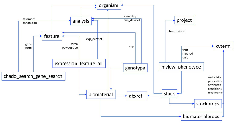 Entity relationship diagram of Chado tables and materialized views involved in omics integration. The Tripal modules generate materialized views to aggregate data for genomic features and gene annotations, expression levels, and phenotype values. Genotype metadata on biomaterials and features are also in the database, while the allele values are in external vcf.gz files. Biomaterial and Stock are synchronized through dbxref using NCBI SRR or SAMN accessions when available.