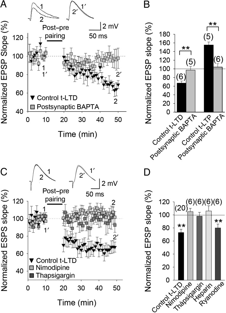 Calcium sources for t-LTD. (A) t-LTD was prevented by BAPTA (20 mM) in the postsynaptic recording pipette. Insets show EPSP before (1 and 1′) and after (2 and 2′) post-before-pre pairing in control conditions and with BAPTA in the postsynaptic pipette. (B) Summary of results. Both t-LTD and t-LTP were blocked by postsynaptic BAPTA. (C) Nimodipine or blocking Ca2+ release from internal stores with thapsigargin (10 µM) prevented t-LTD. The EPSP slopes monitored in paired control slices (black symbols) and in paired slices treated with nimodipine (gray symbols) or thapsigargin (dark gray symbols). Traces show EPSP before (1 and 1′) and 30 min after (2 and 2′) pairing in slices treated with nimodipine (1 and 2) or thapsigargin (1′ and 2′). (D) Summary of results. Nimodipine, thapsigargin and heparin (400 U/mL) all blocked induction of t-LTD, shown versus the pooled interleaved controls (73 ± 8%, n = 18), whereas ryanodine did not. Error bars are SEM. **Indicates P < 0.01, unpaired Student's t-test. The numbers of slices are shown in parentheses.