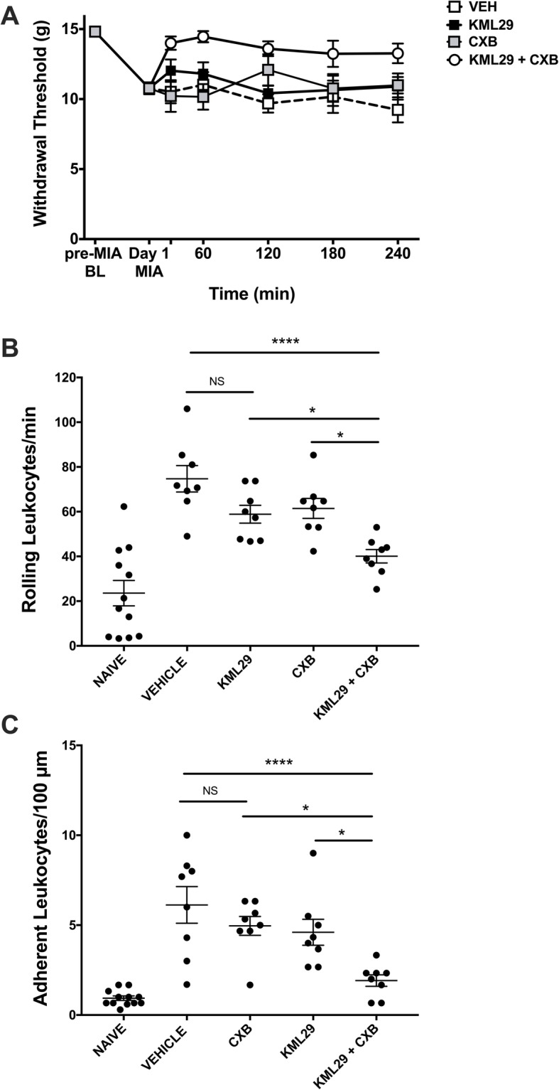 Combination of KML29 and low-dose celecoxib improves pain and inflammation on day 1 of MIA model of OA. Local administration of KML29 (700 μg) and systemic administration of CXB (3 mg/kg) significantly improved the hindpaw withdrawal threshold over a 240-min time course (a) compared to either treatment alone (P < 0.0001; two-way ANOVA with Tukey post hoc test; ***P < 0.001, **P < 0.01, *P < 0.05, ##P < 0.01, #P < 0.05, ∇∇∇P < 0.001, ∇∇P < 0.01; n = 8). The KML29 and CXB combination also significantly decreased both rolling leukocytes (b) (P < 0.0001; one-way ANOVA with Tukey post hoc test; ****P < 0.0001, *P < 0.05; n = 8) and adherent leukocytes (c) (P < 0.0001; one-way ANOVA with Tukey post hoc test; ***P < 0.001, *P < 0.05; n = 8) at 360 min post-drug administration, compared to either treatment alone. Data are mean values ± SEM. ANOVA, analysis of variance; BL, baseline; CXB, celecoxib; MIA, sodium monoiodoacetate; VEH, vehicle; *post hoc comparison between KML29 + CXB and vehicle; #post hoc comparison between KML29 and KML29 + CXB; ∇post hoc comparison between CXB and KML29 + CXB