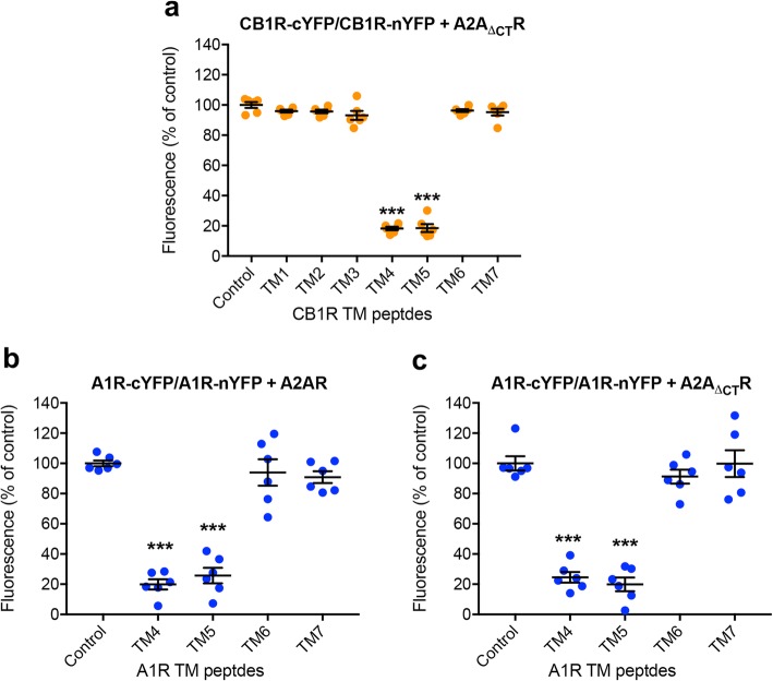 A2AR C-terminus-guided homomeric interface of the CB1R homodimer in the A2AR-CB1R heterotetramer. a–c BiFC experiments with synthetic peptides with the amino acid sequence of the TMs of CB1R and A1R. HEK-293T cells were transiently transfected with the following: a cDNA of two different molecules of CB1R separately fused to complementary halves of YFP (CB1R-cYFP and CB1R-nYFP; 3 μg in both cases) with co-transfection with cDNA of non-fused A2AR mutant lacking the C-terminal end (A2AΔCTR; 1 μg); b, c cDNAs of two different molecules of A1R separately fused to complementary halves of YFP (A1R-cYFP and A1R-nYFP; 3 μg in both cases) with co-transfection with cDNA of non-fused A2AR (b; 1 μg) or non-fused A2AΔCTR (c; 1 μg). Cells were treated for 4 h with medium (control) or 4 μM of indicated TM peptides (numbered 1–7). Values are means ± S.E.M. (n = 6 with triplicates in all the experiments) of the percentage of the fluorescence in the control group and analyzed statistically with repeated measures ANOVA, followed by Dunnett’s multiple comparison test (***: p < 0.001, compared with control)