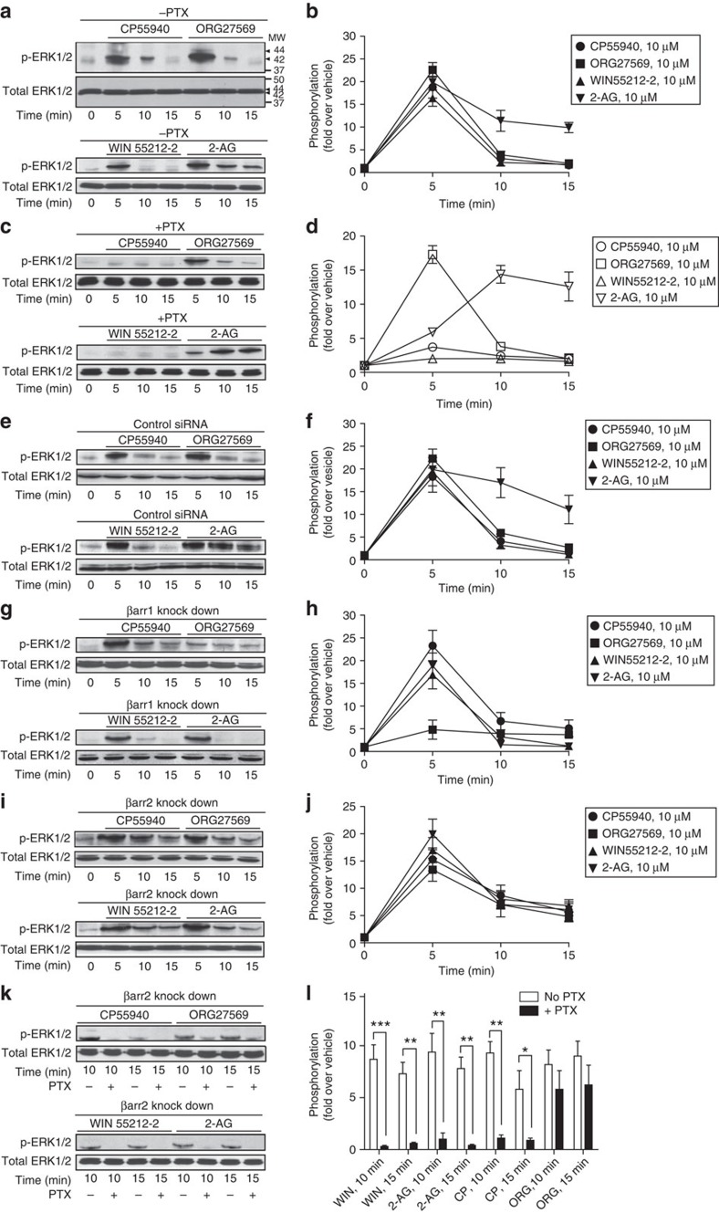 CB1R/β-arrestin-1 mediates the activation of ERK1/2 by 2-AG.(a) HEK293 cells expressing SEP-CB1Rs were exposed to 10μM CP55940, ORG27569, WIN 55212-2 and 2-AG for 5, 10 and 15 min. Cell lysates were analysed using western blots with phospho-ERK1/2 (p-ERK1/2) or total ERK1/2. (b) Quantified time course in a showing ERK1/2 phosphorylation levels induced by 10 μM of each compound. (c) HEK293 cells expressing SEP-CB1Rs were exposed to 10μM CP55940, ORG27569, WIN 55212-2 and 2-AG for 5, 10 and 15 min with PTX pre-treatment, respectively. (d) Quantified time course in c showing ERK1/2 phosphorylation levels from cells pretreated with PTX. (e,g,i,k) HEK293 cells co-expressing SEP-CB1R and either control (e), β-arrestin-1 (g), β-arrestin-2 (i) siRNAs or β-arrestin-2 siRNA with PTX pretreatment (k) were exposed to 10 μM of CP55940, ORG27569, WIN 55212-2 and 2-AG, respectively, as indicated. (f,h,j,l). Graphs in f,h,j,l provide the quantified ERK1/2 phosphorylation levels induced by 10 μM of each compound as shown in e,g,i,k. Data represent the mean±s.e.m. of at least three independent experiments.