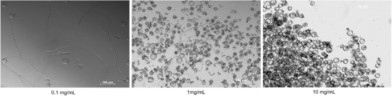 Optimization of Pollen Germination Assay. Cannabis pollen germination in PGM at concentrations of 0.1, 1 and 10 mg/ mL. Images were acquired after 16 hours using an inverted fluorescent microscope (Zeiss Axio Observer Z1, Germany).