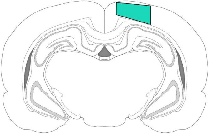 The approximate location of the ipsilateral cerebral cortex region where images for microglia quantification were taken (marked in green). Images were prepared with using GIMP 2.10.22 software (http://www.gimp.org/).