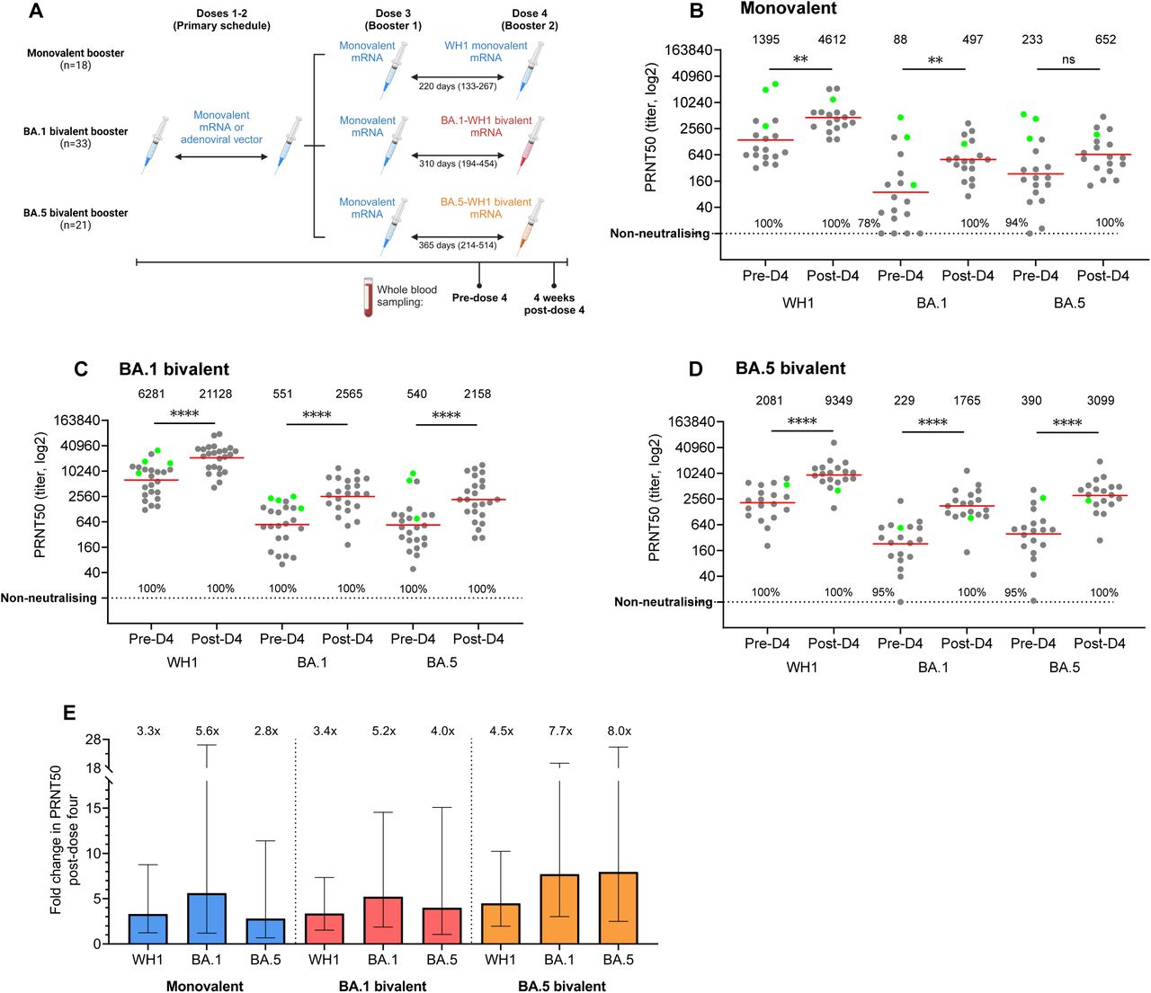 SARS-CoV-2 WH1, Omicron BA.1 and BA.5 neutralizing antibody responses elicited by monovalent, BA.1 bivalent, or BA.5 bivalent 4th dose boosters.(A) Study design. Sampling was performed pre- and 4-weeks post-dose 4 (full cohort characteristics in Table 1). (B) PRNT50 NAb titers against WH1, BA.1, and BA.5 pre- and 4-weeks post-monovalent 4th dose, (C) BA.1 bivalent 4th dose, and (D) BA.5 bivalent 4th dose. In (A-C), solid lines and values above panels indicate geometric means, horizontal dotted line denotes the neutralizing cutoff value of 10 for PRNT50, and percentages indicate the frequency of donors producing neutralizing antibody levels. (E) Fold changes in NAb titers against WH1, BA.1, and BA.5 4-weeks post-monovalent, BA.1 bivalent, or BA.5 bivalent 4th dose. In (E), bars and values above panels indicate geometric means with geometric SDs. Monovalent: n=18; BA.1 bivalent: n=24, BA.5 bivalent: n=19. Green values indicate confirmed SARS-CoV-2 BTI prior to sampling. Wilcoxon matched-pairs signed rank test for paired data. **p<0.01, ****p<0.0001.