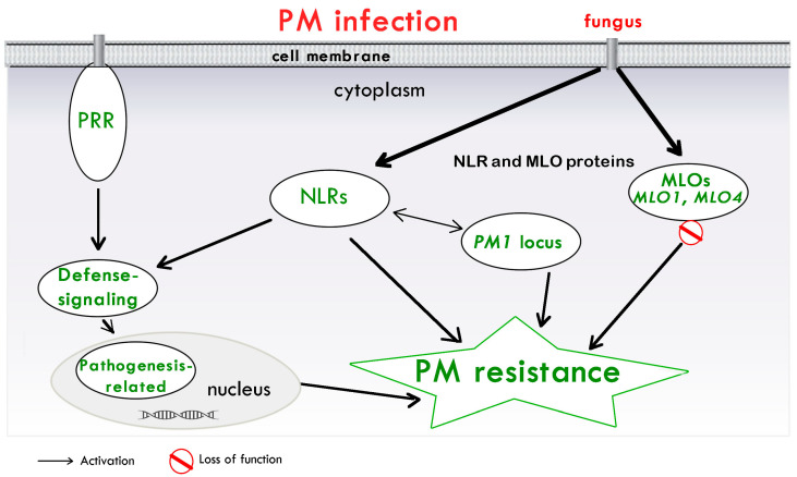 A model of the main mechanisms of PM resistance in cannabis. PAMPs are perceived by membrane-associated PRRs, which activate defense signaling. NLRs recognize pathogen-secreted proteins. These recognitions, in turn, activate immune signaling cascades, resulting in the synthesis of numerous pathogenesis-related proteins to confer PM resistance. Proteins encoded by PM1 gene, represented by a single dominant locus and associated with a region containing NLRs, are shown. Proteins encoded by MLO genes (MLO1 and MLO4), which can lead to PM cannabis resistance, are also included. Abbreviations: Mildew resistance locus o (MLO) gene; NLR, nucleotide-binding and leucine-rich repeat receptor; PM, powdery Mildew; PRR, pattern recognition receptor.