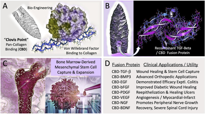 Engineering and Potential Clinical Utility of Collagen Binding (CBD) Growth Factors. (A) Concept of “hafting” a Pan-Collagen Binding Domain (CBD)—a molecular “Clovis Point”—by adaptive bio-engineering of vWF. (B) Chimeric growth factor protein expression in microorganisms, followed by purification and renaturation of the recombinant fusion polypeptides, (e.g., CBD-BMP3) provided the abundant bioactive materials needed for preclinical studies and translational research. (C) Graphic figure depicts the capture, expansion, conditioning, and differentiation of bone-marrow derived pre-hematopoietic, pre-mesenchymal stem cells for cell- and gene-based therapies. (D) Examples of collagen-targeted growth factors, highlighting advances in the potential utility of the biotechnology platform in the form of preclinical demonstrations.