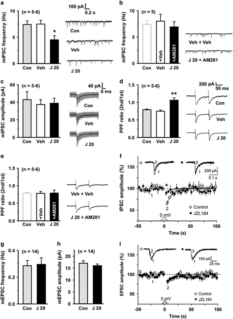 JZL184 reduces CA1 presynaptic GABA release (a–e) Histogram (left) and representative traces (right) show that relative to control (Con), a JZL184 injection (J 20: 20 mg kg−1, intraperitoneal (i.p.)), but not vehicle (Veh), decreases miniature inhibitory postsynaptic current (mIPSC) frequency (a) and increases paired pulse facilitation (PPF) ratio of inhibitory postsynaptic current (IPSC) (d), which are abolished by AM281 pretreatment (b, e), without significant effects on mIPSC amplitude (c). (f) JZL184 significantly decreases the magnitude (P<0.05) of depolarization-induced suppression of inhibition (DSI) that is induced by 5-s depolarization from −70 to 0 mV. Representative IPSC traces are superimposed on the top. (g, h) Histograms show that JZL184 does not significantly affect miniature excitatory postsynaptic current (mEPSC) frequency (g) or amplitude (h). (i) JZL184 does not significantly affect the magnitude (P=0.17) of depolarization-induced suppression of excitation (DSE), which is induced by 5-s depolarization from −70 to 0 mV. Representative excitatory postsynaptic current (EPSC) traces are superimposed on the top. *P<0.05 and **P<0.01 vs control, LSD post-hoc test after one-way ANOVA (a: F2,13=6.181, P<0.05; b: F2,12=0.278, P=0.762; c: F2,13=0.207, P=0.816; d: F2,14=10.91, P<0.01; e: F2,13=0.034, P=0.967) or t test (f–i).