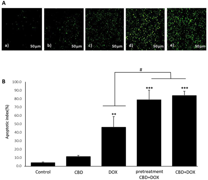 Effects of cannabidiol and doxorubicin on apoptosis in breast tumor. (A) TUNEL test for evaluation of apoptosis. (a) control, (b) CBD, (c) DOX, (d) pretreatment CBD + DOX, (e) CBD + DOX (n = 3, 450–500 nm). (B) Apoptotic index (percentage) of TUNEL test of breast tumor. Results are presented as mean ± SEM (n = 3). CBD (5 mg/kg), DOX (5 mg/kg), pretreatment (CBD 5 mg/kg 1 day before DOX 5 mg/kg) and CBD + DOX (5 mg/kg) at same time compare to control group (normal saline). **p < 0.01 and ***p < 0.001 from control group, #p < 0.05 from DOX group using one way ANOVA with LSD post hoc test.
