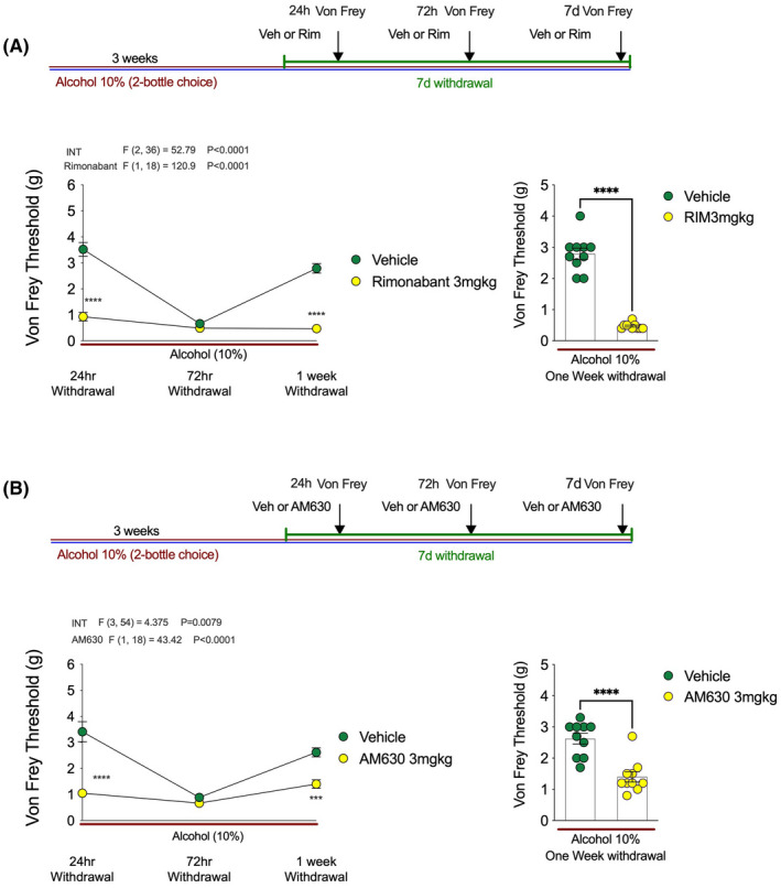 CB1 and CB2 receptor blockade enhance alcohol withdrawal‐induced mechanical hypersensitivity. (A) Rimonabant decreased Von Frey threshold at 24 h and one‐week into EtOH withdrawal relative to vehicle‐treated mice. (B) AM630 decreased Von Frey threshold at 24 h and one‐week into EtOH withdrawal relative to vehicle‐treated mice. Bar graphs in (A) and (B) depict 1 week data for visual depiction of data distribution. F and p values on graphs represent main effects and interaction from two‐way ANOVA. ***p < 0.001, ****p < 0.0001 via post hoc Holm–Sidak pairwise comparisons or unpaired t‐test. Data presented as individual mice and Mean ± SEM, number of subjects per group as follows: Graphs A/B n = 10 per group.