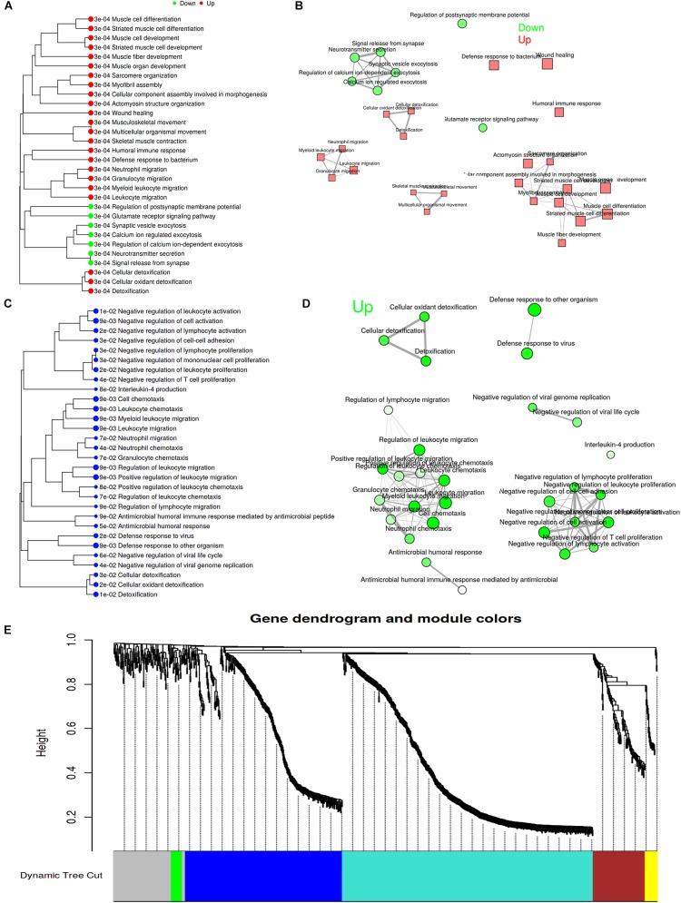Analysis for pathways by GSEA method. (A,C) Pathway tree (Sizes of dot correspond to adjusted P-values); (B,D) Pathway network (Color of node correspond to adjuested P-values) (A,B showed SNL-7d group vs. Sham-7d group; C,D showed SNL-28d group vs. Sham-28d group); (E) Module partition trees of datasets, and modules are indicated by different colors.
