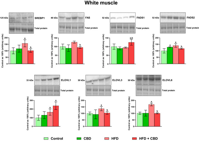 The total expression of proteins involved in the fatty acid synthesis and metabolism: sterol regulatory element-binding protein 1 (SREBP1), fatty acid synthase (FAS), fatty acid desaturase 1 and 2 (FADS1 and FADS2) as well as fatty acid elongase 1, 3, and 6 (ELOVL1, ELOVL3, and ELOVL6) in the white gastrocnemius muscle. The total expressions of the abovementioned proteins are presented as percentage differences compared to the control group which was set as 100%. The data are expressed as mean values ± SD, n = 6 in each group; ap < 0.05 indicates a significant difference: the control group vs. the examined group; bp < 0.05 indicates a significant difference: HFD vs. HFD + CBD.