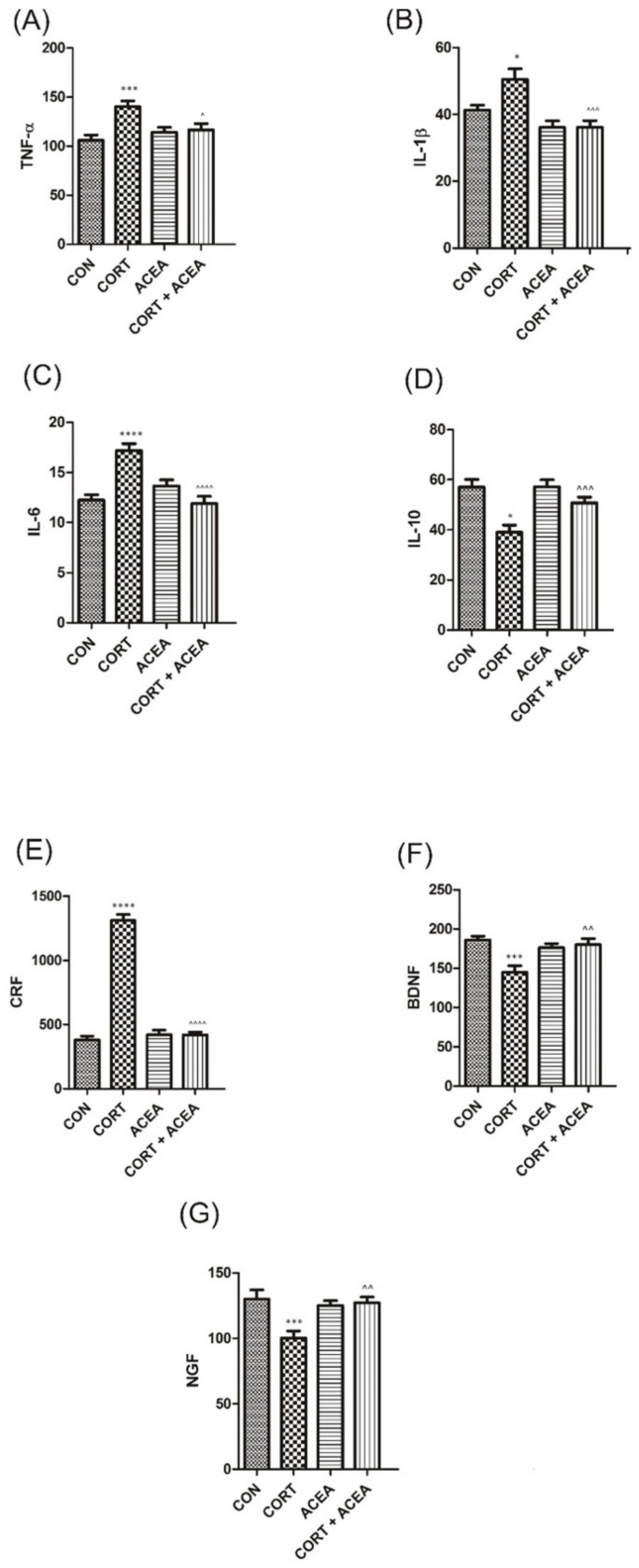 The influence of the 7-day administration of ACEA on biomarkers’ level [pg/mL] in hippocampus: (A) tumor necrosis factor α (TNF-α), (B) Interleukin 1-β (IL-1β), (C) Interleukin-6 (IL-6), (D) Interleukin-10 (IL-10), (E) corticotropin-releasing factor (CRF), (F) brain-derived neurotrophic factor (BDNF), (G) nerve growth factor (NGF) in rats subjected to a 14-day administration of corticosterone (CORT). Values are expressed as the mean ± S.E.M. * p < 0.05; ^^ p < 0.01; *** or ^^^ p < 0.001, **** or ^^^^ p < 0.0001. * significantly different from the control group, ^ significantly different from the CORT group. One-way ANOVA: for TNF-α F(3.44) = 6.7, p < 0.001; for IL-1β F(3.44) = 8.7, p < 0.0001; for IL-6 F(3.44) = 14, p < 0.0001; for IL-10 F(3.44) = 9.5, p < 0.0001; for CRF F(3.44) = 166, p < 0.0001; for BDNF F(3.44) = 7.3, p < 0.001; for NGF F(3.44) = 7.3, p < 0.001. CON control.