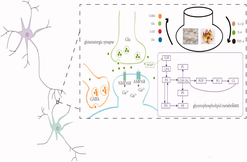 The mechanism underlying the treatment of LBRD on LPS-induced depression-like rats. Glycerophospholipid metabolism, and glutamatergic synapse may be the potential pathway for LBRD to exert the antidepressant effect on the LPS-induced depression-like rats. At the same time, LBRD increases the levels of GABA, Glu, 5-HT and DA, and decreases the levels of IL-1β, IL-6 and TNF-α.