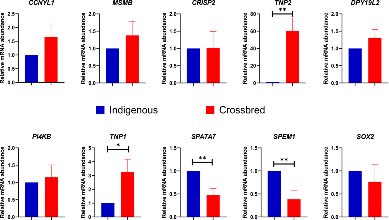 Relative expression of selected genes in crossbred and indigenous testes (* denotes p < 0.05 and ** denotes p < 0.01)
