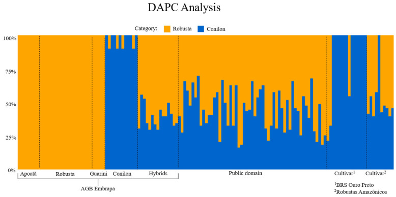 Discriminant Analysis of Principal Components (DAPC) based on SNP data from Coffea canephora genotypes. Each vertical bar represents an individual, with color proportions indicating posterior membership probabilities to two genetic clusters: Robusta (orange) and Conilon (blue). Genotypes are grouped by category: Apoatã, Robusta, Guarini, Conilon, and Hybrids (AGB Embrapa), public domain, and cultivars (1 BRS Ouro Preto and 2 Robustas Amazônicos). The analysis reveals clear genetic differentiation between Robusta and Conilon backgrounds, while hybrids and public domain genotypes show varying degrees of admixture.