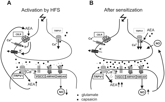Amygdala vanilloid versus cannabinoid receptors.(A) Schematic representation of potential TRPV1-CB1 crosstalk in the amygdala after HFS (ether anesthesia). Capsaicin induces postsynaptically the synthesis of anandamide (AEA). Glutamate release is reduced through the action of AEA at CB1 presynaptically. The lower activation of NMDARs results in a diminished NOS activation, leading to a reduction of LA-LTP. (B) After sensitization of TRPV1 (isoflurane anesthesia) levels of AEA are elevated and stimulate presynaptic TRPV1 besides capsaicin. An increase in glutamate release stimulates the NO synthesis which presynaptically enhances release of glutamate. This resulted in an enhancement of LA-LTP.