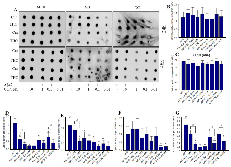 Lower concentrations of THC and Cur inhibited Aβ42 oligomers and fibrils. Aβ42 peptide (40 µM) was disaggregated with HFIP and dissolved in 60 mM NaOH and diluted with PBS (pH 7.4) and incubated for 24–48 h in presence or absence of different Cur-derivatives (1 µM). In this case, 10 microliters of peptide from each group were spotted on nitrocellulose membranes and probed with 6E10, A11 and OC antibodies. (A): Representative dot blot images image after 24- and 48-h of Aβ42 treated with different concentrations of Cur and THC (in µM: 10, 1, 0.1 and 0.001). (B,C): Optical density of blots probed with 6E10. No significant differences were observed among the groups. (D,E): Aβ42 oligomer formation (A11 antibody) was inhibited by Cur and THC treatment at all the concentrations. THC showed greater inhibition than Cur. (F,G): Aβ42 fibril formation was significantly inhibited by both Cur and THC and lower concentrations of THC showed greater inhibition of fibrils. * p < 0.05 in comparison untreated group; # p < 0.05 in comparison to Cur-treated groups.