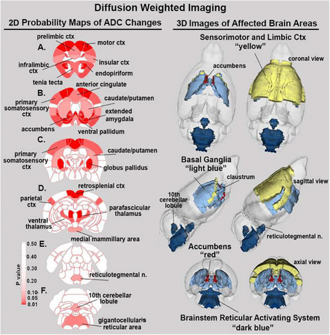 Diffusion weighted imaging. The location of many of the brain areas listed in Table 2 are shown in the 2D heat maps and are summarized in the 3D color-coded reconstructions to the right.