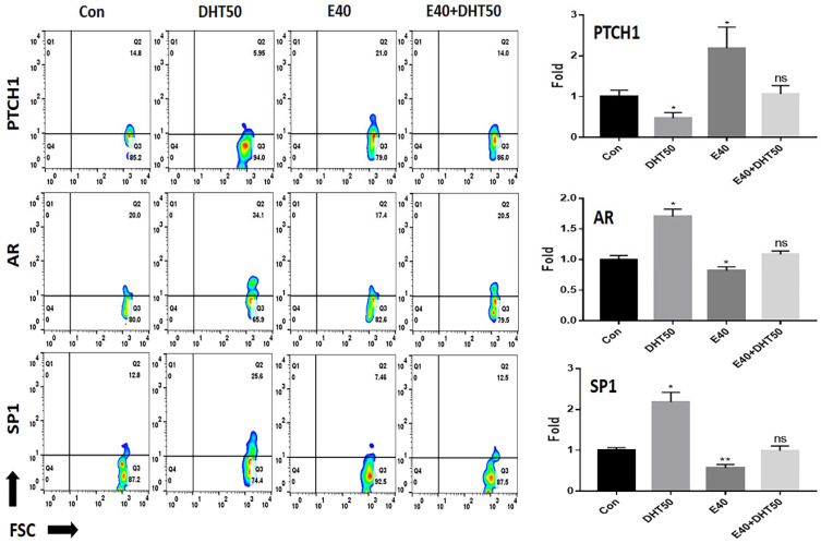 Effect of E40 on the expression of signal receptor markers in feather formation. Fluorescence in situ hybridization (FISH) analysis using fluorescently labeled anti-mRNA probes for each marker (PTCH1, AR, and SP1). Con: control; DHT50: dihydrotestosterone 50 ng/mL. E40: hemp seed callus-derived exosomes, 40 µg/mL; E40 + DHT50: mixture; ns: not significant (* p < 0.05, ** p < 0.01).