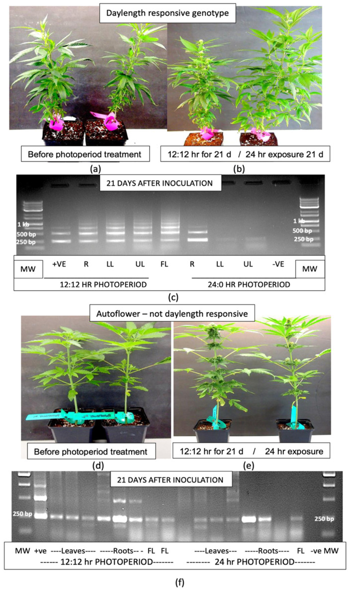 The transfer of one set of 4-week-old HLVd-positive plants of genotype ‘H6’ displaying no symptoms of infection (a) from a 24 h photoperiod to a 12:12 h photoperiod in a growth chamber promoted inflorescence development when compared to plants maintained under constant 24 h light (b). The flowering plants were shorter in stature and more compact than the vegetative plants. When the experiment was repeated using artificially inoculated plants of genotypes ‘K4’, ‘M1’ and ‘S3’, inoculated 24 h prior to the transfer to a 12:12 h photoperiod, a similar transition to flowering was observed. When the roots, lower leaves, mid-leaves and flowers were sampled 21 days later and compared to plants kept under constant 24 h light for HLVd presence, the difference was significant (c). All tissues sampled from the plants grown under a 12:12 h photoperiod showed the characteristic multiple banding pattern for HLVd, while those with 24 h light showed the viroid was present in the roots, while faint bands could be seen in the leaves (c). RT-qPCR data from samples taken at 12 and 21 days following transfer to the different photoperiods for genotypes ‘M1’, ‘K4’ and ‘S3’ are shown in Table 2. When the inoculation experiment was repeated with an autoflower genotype, in which the plants produce inflorescences at a certain growth stage regardless of photoperiod, the transition from vegetative growth (d) to flowering was observed in both sets of plants—those placed under the 12:12 h photoperiod and constant 24 h light (e). The former plants visually appeared to have a slightly more advanced inflorescence development. The RT-PCR results from tissues taken from these two sets of plants showed similar banding patterns, with a predominant band of 256 bp size observed in all tissues (roots, leaves, flowers) and at both photoperiods (12:12 and 24 h). The root samples had a more intense band overall compared to the rest of the plant (f).