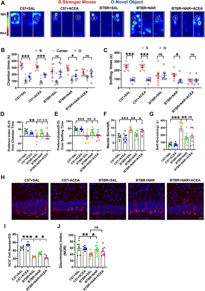Excitement of CB1 reversed the improvement effects of naringin in BTBR mice. (A) Representative heat maps of the social recognition test in the three‐chamber social test. Warmer colors (red) indicate that the experimental mice spent much time exploring. “S” and “O” represent the novel mouse and object, respectively. (B) Time spent in the three chambers during the 10‐min test. (C) Time spent sniffing the novel mouse (S) or object (O). (D) The preference index (S‐O) from chamber time. (E) The preference index (S‐O) from sniffing time. (F) Statistic of the number of buried marbles. (G) Time spent in self‐grooming. (H) High‐magnification images showing immunolabeled colocalization of DCX+(red)/DAPI+(blue) cells. (I) Quantifying the number of DCX+ cells in the DG (n = 5 mice per group). (J) The recognition index of BTBR and C57 mice. The scale bar = 20 μm. Data are presented as mean ± SEM. N = 8. *p < 0.05, **p < 0.01, ***p < 0.001.