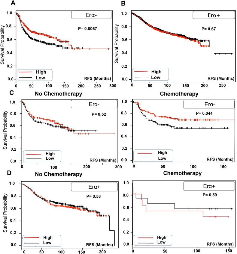 TRPV2 expression is correlated with better prognosis of ERα- patients especially those who receive chemotherapyA. Kaplan Meier blot showing recurrence free survival (RFS) of high/low expressing TRPV2 ERα- breast cancer patients (n= 671). B. Kaplan Meier blot showing recurrence free survival (RFS) of high/low expressing TRPV2 ERα+ breast cancer patients (n= 1802). P values are provided for each Kaplan Meier graph. C. Kaplan Meier blot showing recurrence survival of high/low expressing TRPV2 ERα- breast cancer patients who received (n=211) or not chemotherapy (n=253) medication. D. Kaplan Meier blot showing recurrence survival of high/low expressing TRPV2 ERα+ breast cancer patients who received (n=500) or not chemotherapy (n=23) medication.