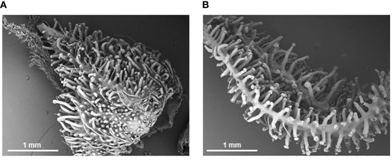 Scanning electron micrographs of cannabis inflorescence organs at Week 8 of flowering. Stalked trichomes completely cover the calyx (A) and bract (B) surfaces at time of harvest despite being under a low nutrient regime for the first half of development.