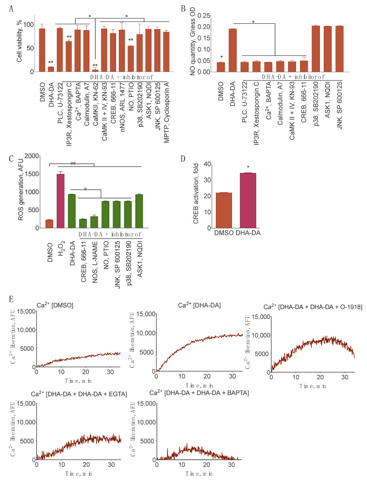 Signal transduction from GPR55 to its downstream targets during cell death induction in undifferentiated PC12 cells. (A) N-docosahexaenoyl dopamine (DHA-DA, 16 µM) cytotoxicity (MTT assay), (B) NO accumulation induction (Griess assay), and (C) ROS induction (ROS detection kit) with the inhibitors of phospholipase C (PLC, U-73122, 3 μM), inositol triphosphate receptor (IP3R, Xestospongin C, 10 μM), Ca2+ chelator (BAPTA-AM, 10 μM), Calmodulin (A7, 10 µM), CaMKII (KN-62, 10 µM), calcium/calmodulin activated kinase type II and IV (CaMKII + IV, KN-93), cAMP response element binding protein (CREB, 666-11, 5 μM), neuronal NO synthase (nNOS, ARL 1477, 10 µM), NO scavenger (PTIO, 10 µM), p38 (SB202190, 15 µM), apoptosis signal-regulated kinase 1 (ASK1, NQDI, 1 µM), c-Jun N-terminal kinase (JNK, SP 600125, 5 µM), Mitochondrial permeability transition pore MPTP (Cyclosporin A, 10 μM), NOS (L-NAME, 10 µM), and NO chelator (PTIO, 10 µM). (D) CREB (cAMP response element binding protein) activation by DHA-DA (16 µM), cells transfected with a CREB luciferase reporter and an RFP plasmid, Ratio Firefly luminescence/RFP fluorescence. (E) Ca2+ response of the cells preloaded with calcium green dye after the treatment with DHA-DA (16 µM) in combination with either of the extracellular (EGTA, 5 mM) and intracellular (BAPTA-AM, 50 µM) Ca2+ chelators or GPR55 blocker (O-1918, 5 µM). Fluorescence of the Calcium green dye, Mean ± S.E., n = 3 experiments. *, statistically significant difference from control, **, statistically significant difference from DMSO (panels A and C), ANOVA with Tukey post-test, p ≤ 0.05.
