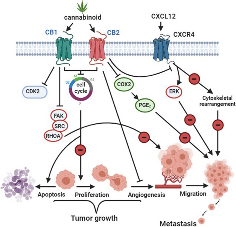 Cannabinoid effect on BC. This figure has been redrawn form (Caffarel et al. 2012)