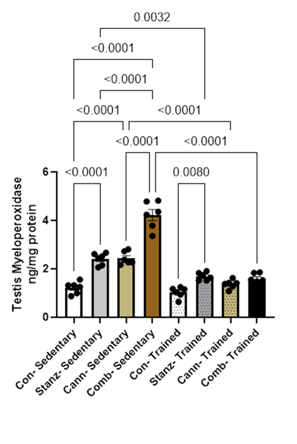 MPO levels in testis tissue across different experimental groups: Control (Con), Stanozolol (Stanz), Cannabis (Cann), and Combined treatments (Comb), with each group further exposed to Sedentary and Training conditions. Data are expressed as mean ± SEM; Significance was tested at p < 0.05 using one-way ANOVA followed by Tukey’s post hoc test for comparison (n = 6/group).