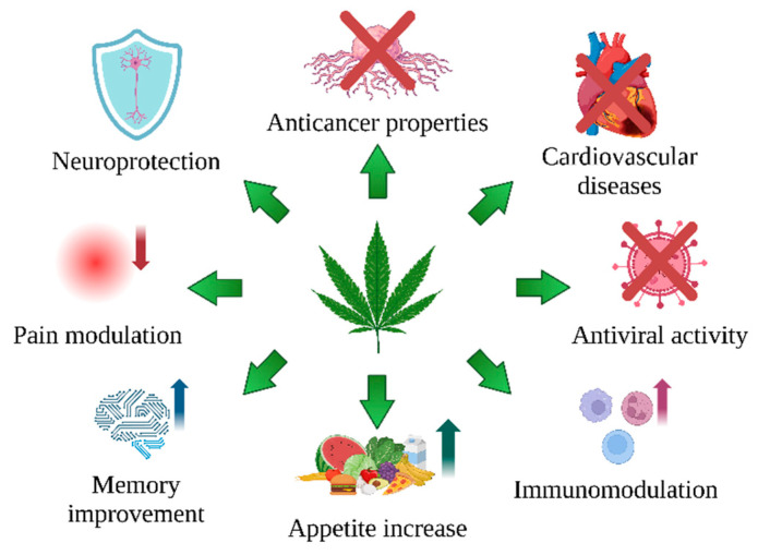 The therapeutic potential of C. sativa L. compounds. The up arrows indicate improved memory and increased immunity and appetite, while the down arrow indicates a pain reduction. The crossed red lines underline the potential protective role of C. sativa L. compounds in cancer, viruses, and cardiovascular diseases. Created in BioRender. Bukowska, B. (2024) BioRender.com/k65p423 (accessed on 1 September 2024).