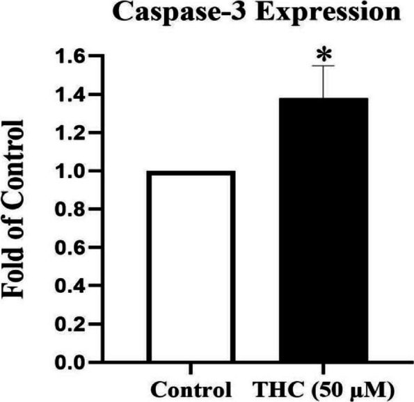mRNA expression of caspase-3 in THC-exposed TM4 cells. The effect of THC (50 μM) for a duration exposure period of 24-h on caspase-3 gene expression level measured by RT-PCR in TM4 Sertoli cells. Caspase-3 mRNA expression was normalized to β-actin in each sample. THC significantly increased caspase-3 expression level. Data represent the mean ± SEM of three independent experiments (n = 3). Star shows the statistical significance of change between the groups. *p < 0.05 vs. control group (Mann–Whitney U-test)