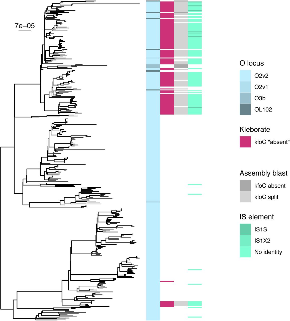kfoC contains an IS element in a subset of ST258 isolates.The heatmap beside the ST258 phylogeny indicates information about the isolate (left to right): the O locus type identified by Kleborate (i.e. the curated genomic data), if Kleborate identified kfoC as missing, blast results for kfoC against the genome assemblies (split between 2 assemblies or entirely absent; white indicates that kfoC was intact), and IS elements identified in kfoC (white indicates no IS element detected). The scale bar to the top left of the phylogeny shows the branch length in substitutions per site.