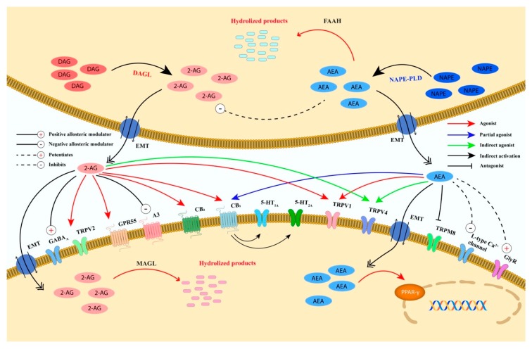 Schematic representation of the biosynthesis, degradation, and receptors’ binding of AEA and 2-AG. Anandamide and 2-AG are postsynaptically biosynthesized from the membrane’s phospholipids and degraded with different pathways and enzymes. AEA is mainly synthesized from NAPE by NAPE-PLD, whereas 2-AG is biosynthesized from DAG by DAGL-α and DAGL-β. The degradation of AEA is catalyzed by FAAH that is mainly expressed postsynaptically. 2-AG is degraded by MAGL that is expressed presynaptically and by two hydrolases named ABHD6 and ABHD12, expressed postsynaptically. Furthermore, AEA and 2-AG catabolism might also occur by the activity of other enzymes (e.g., NAAA, COX-2, and several LOX isoenzymes). AEA and 2-AG retrogradely activate presynaptic CB1. AEA is almost inactive on CB2, whereas 2-AG acts as a full agonist. In addition, AEA, directly or indirectly, also modulates the receptors/channels CB1, CB2, TRPV1 (at postsynaptic and presynaptic level), TRPV4, TRPM8, PPARγ, 5-HT1A, 5HT2A, L-type Ca2+channel, GlyR and negatively regulates 2-AG biosynthesis. 2-AG, directly or indirectly, modulates the receptors/channels TRPV1, TRPV2, TRPV4, GPR55, A3 adenosine, GABAA, 5-HT1A, and 5HT2A. The activation of CB1 by 2-AG suppresses either GABA or glutamate release. Abbreviations: ABDH6/12, αβ-hydrolase domain 6/12; AEA, anandamide; 2-AG, 2-arachidonoylglycerol; CB1, cannabinoid receptor 1; CB2, cannabinoid receptor 2; COX-2, cyclooxygenase-2; DAG, diacylglycerol; DAGL-α and DAGL-β, diacylglycerol lipase-α and β isoforms; EMT, endocannabinoid membrane transporter; FAAH, fatty acid amide hydrolase; GABA, γ-aminobutyric acid; GABAA, γ-aminobutyric acid type A receptor; GlyR, glycine receptor; GPR55, G protein-coupled receptor 55; 5-HT1A, 5-hydroxytryptamine 1A receptor; 5-HT2A, 5-hydroxytryptamine 2A receptor; LOX, lipoxygenase; MAGL, monoacylglycerol lipase; NAAA, N-acylethanolamine hydrolyzing acid amidase; NAPE-PLD, N-acyl-phosphatidylethanolamine-specific phospholipase D; PPARγ, peroxisome proliferator-activated receptor type-γ; TRPM8, transient receptor potential cation channel subfamily M member 8; TRPV2, transient receptor potential cation channel subfamily V member 2; TRPV4, transient receptor potential cation channel subfamily V member 4; TRPV1, transient receptor potential vanilloid type-1 channel.