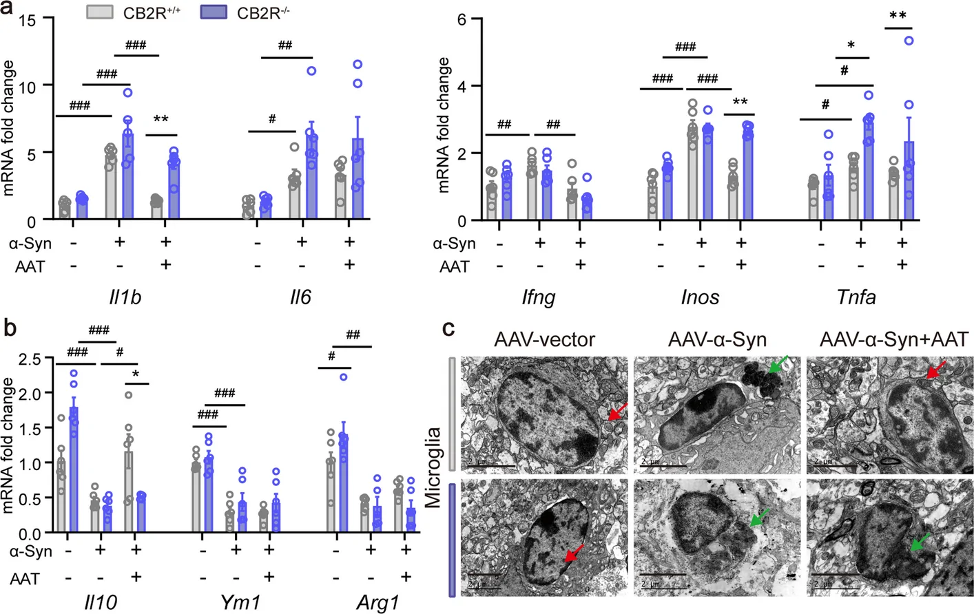 AAT modulates inflammatory gene expression and microglial organelle ultrastructure under α-syn-associated conditions. a, b RT-qPCR analysis of mRNA levels for pro-inflammatory (a; Il1b, Il6, Ifng, Inos, Tnfa) and anti-inflammatory (b; Il10, Ym1, Arg1) markers in primary microglia isolated from CB2R+/+ and CB2R−/− mice under the indicated treatment conditions (n = 6). c Representative TEM images of microglia in the NAc across different AAV treatment groups. Red arrows indicate mitochondria, and green arrows indicate lysosomes. Scale bar, 2 μm. The data are presented as the mean ± SEM and assessed by two-way ANOVA followed by Tukey's multiple comparisons test. #p < 0.05, ##p < 0.01, ###p < 0.001, between primary microglia treated with PBS, α-syn, and α-syn + AAT; *p < 0.05, **p < 0.01, ***p < 0.001 indicate genotype comparisons between CB2R+/+ and CB2R.−/− microglia under the same treatment condition. IL-6 (Il6), interleukin-6; IL-10 (Il10), interleukin-10; IFN-γ (Ifng), interferon-γ; iNOS (Inos), inducible nitric oxide synthase; TNF-α (Tnfa), tumor necrosis factor-alpha; Ym1/Chi313 (Ym1), chitinase-3-like protein 3; Arg-1, arginase-1