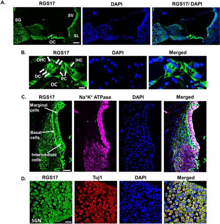 Distribution of RGS17 in the rat cochlea. Naïve male Wistar rats were used for the collection of cochleae. Collected cochleae were fixed with 4% PFA, cryo-frozen and processed for mid-modiolar sectioning using cryostats. Mid-modiolar section was immunolabeled with RGS17 (green) and DAPI (blue). (A) Significant immunolabelling of RGS17 observed in the rat cochlea. (B) Expression of RGS17 was observed in OHCs, IHC, supporting cells: DCs, IPC and OPC. (C) Co-immunolabelling with Na+ K+ ATPase (magenta) shows expression of RGS17 in the lateral wall of the cochlea. Positive immunofluorescence was seen in basal, marginal, intermediate cells and SL. (D) Co-staining with Tuj1 (red) shows RGS17 expression in cochlear neuronal cells, SGNs (Scale 50 μm).