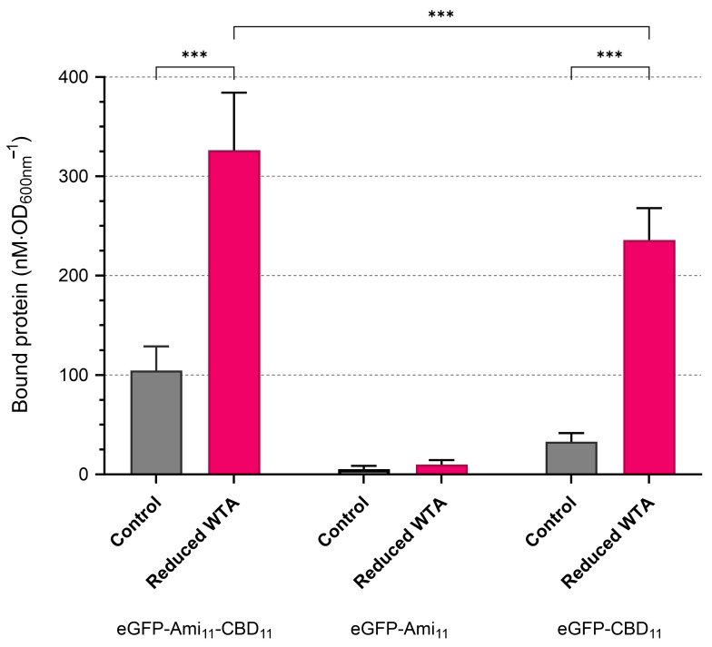 WTA primarily affects CBD11 binding. Log phase cells of strain RN4220 grown in absence (“Control”) or presence of 50 ng/mL tunicamycin (“Reduced WTA”) were collected in TSBca and, after 10 min incubation with the indicated eGFP-endolysin fusions, the amount of fluorescent protein associated with cells was determined as in Figure 2. The data represent means ± standard deviation from at least 7 independent experiments. Asterisks denote a significant difference, according to two-way ANOVA test, followed by Tukey post hoc test (*** p < 0.001).