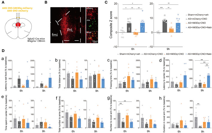 eCB signaling modulated POD through the PrL glutamatergic neurons. (A) Scheme of hM3Dq or control virus injection into the PrL of Vglut2-Cre mice. (B) The injection site (left) and activation efficiency (right). (C) The composite Z score at 6 h (left) and 9 h (right) after AS. (D) The latency to eat food in buried food test (a); the total distance (b), the freezing time (c), the latency to center (d), time spent in center (e) in the open field; the total number to arm (f), number to novel arm (g), duration in the novel arm (h) in Y maze at 6 h (left) and 9 h (right) after AS. Data are shown as mean ± SEM. N = 6. *P < 0.05, **P < 0.01, ***P < 0.001. ISO, isoflurane; AS, anesthesia and surgery; Nabi, nabilone; CNO, clozapine N-oxide; mCherry, AAV-DIO-mCherry; hM3Dq, AAV-DIO-hM3Dq-mCherry.