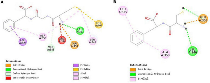 Molecular interactions of MGF, CF, and ERα. (A) Molecular interactions of MGF and ERα. (B) Molecular interactions of CF and ERα.
