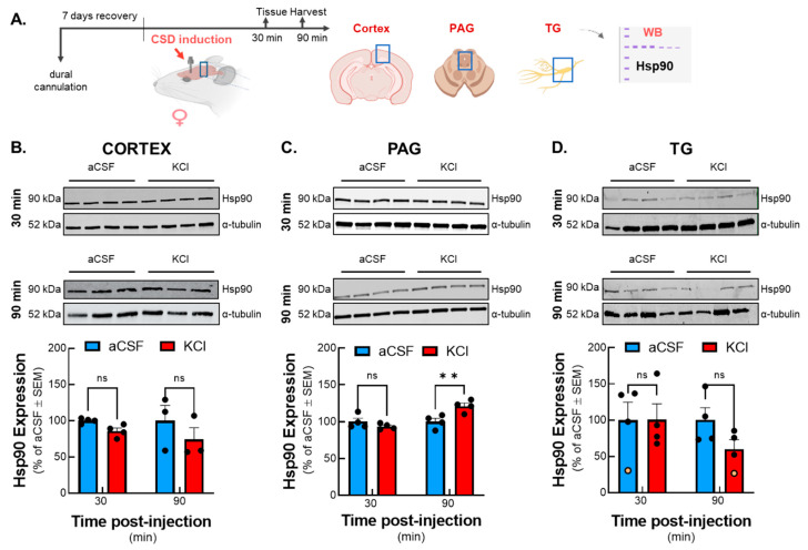 Total expression of Hsp90 was elevated in PAG harvested at 90 min after CSD induced by cortical KCl injection. Dural cannulation was performed on female Sprague Dawley rats. After 7 days of recovery, focal injection of 0.5 µL of 1 M KCl or artificial CSF (aCSF) was delivered through the dural cannula into the cerebral cortex. Brain tissue was harvested from regions of the brain associated with CSD pain (cortex, PAG, and TG) at two different time points (30 and 90 min) post-aCSF or KCl injections, then Western immunoblotting was performed to measure the expression of Hsp90. (A) Schematic of measuring the expression of Hsp90 in cortex, PAG, and TG samples after CSD induction. Representative images of cortex (B), PAG (C), and TG (D) samples showing the relative expression of Hsp90 and α-tubulin as loading control at 30 and 90 min time points after cortical injections. Quantification of Western blot images revealed no significant differences between KCl and aCSF-treated tissue in cortex and TG at any time points. Elevated expression of Hsp90 was observed in PAG samples 90 min after KCl injection compared to aCSF control. All data represent the % of aCSF relative expression ± SEM (n = 3–4 in each group). ** denotes significantly different (p < 0.01) aCSF vs. KCl, as assessed by two-way ANOVA. ns = non-significant. Dots indicate individual biological replicates; orange denotes statistically identified outlier, ROUT 10%.