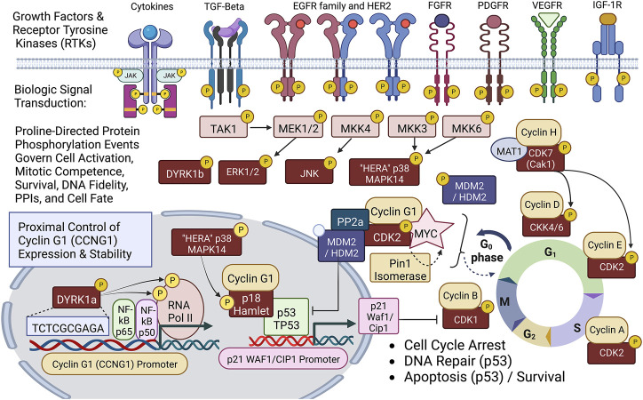 Diagram of site-specific proline-directed protein phosphorylation events governing stem cell activation: Identifying the proximal bio-cybernetics, driving oncogenes, and executive enzymology at the foundations of stem cell activation, cellular transformation, stem cell survival, sustained proliferation, and cell cycle control. The diagram highlights the executive regulatory flow of site-specific protein phosphorylation events linking the activation of major growth factor receptors to a series of mitogenic proline-directed signal transductions cascading through the “Hera kinase” (p38, human EGF-receptor- associated Mapk14) and DYRK1a, directing immediate early events leading to the activation of the Cyclin G1 (CCNG1) promoter and expression of the Pivotal Cyclin G1/Cdk2/Myc/Pin1/Mdm2/HDM2/p53 Axis of cell cycle control. Note: Cyclin G1 interacts physically with p18 Hamlet, a transcriptional activator and target substrate of p38 Hera/Mapk14, which mediates p53-dependent transcriptional responses to DNA damage and genotoxic stress in proliferative cells. Moreover, p38 Mapk14 and p18 Hamlet are implicated in chromatin-remodeling and transcriptional activation complexes associated with muscle differentiation. See text for additional details.