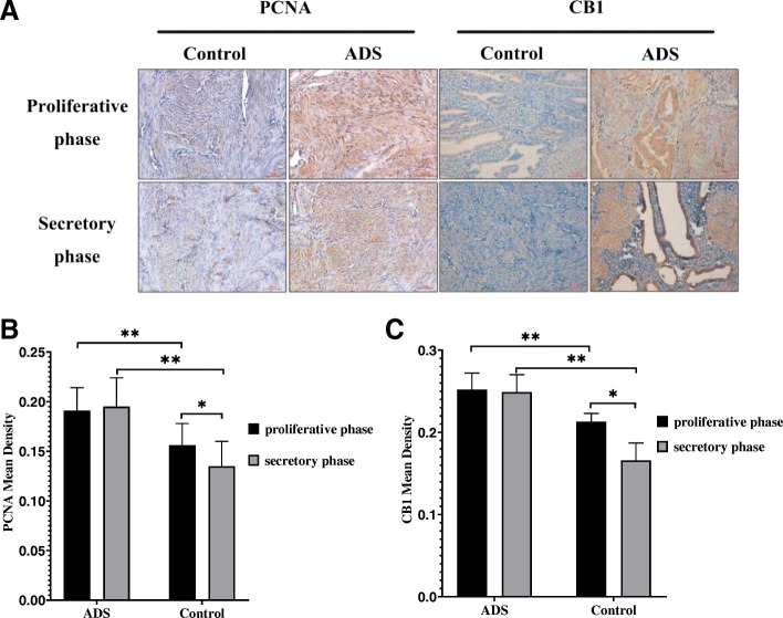 Immunohistochemical staining for CB1 and PCNA. a CB1 and PCNA expression in women in the adenomyosis group and control group in the proliferative and secretory phases. b Quantitative analysis of the mean optical density (MOD) of CB1 between the proliferative phase and secretory phase in the adenomyotic JZ and control JZ. c Quantitative analysis of the mean optical density (MOD) of CB1 between the proliferative phase and secretory phase in the adenomyotic JZ and control JZ. All micrographs are magnified 200×. Scale bars represent 5 µm. The error bars on all histograms indicate the standard deviation. *, P < 0.05; **, P < 0.01