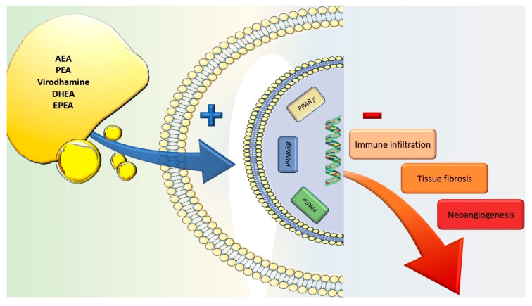 Agonism on peroxisome proliferator-activated receptor (PPAR) family members, mediated by a wide array of molecules (i.e., AEA, palmitoylethanolamide (PEA), virodhamine, DHEA and EPEA), negatively interferes with corneal tissue immune infiltration, fibrosis and neovascularization.