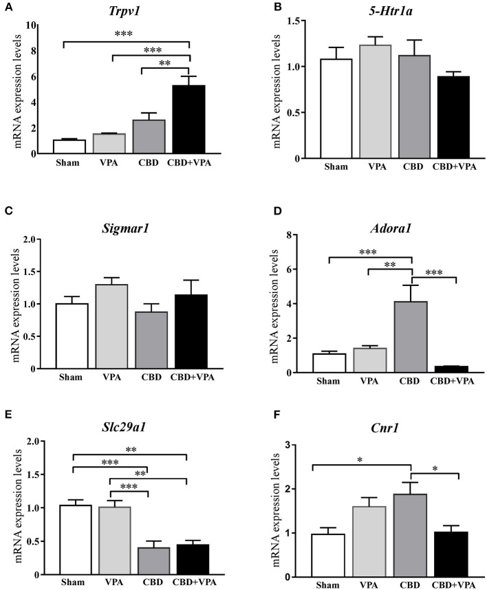 Gene expression changes in the inferior colliculus after 14-days treatment with VPA, CBD or the combination of CBD+VPA. Histogram shows relative quantities of transcripts of Trpv1 (A), 5-Htr1a (B), Sigmar1 (C), Adora1 (D), Slc29a1 (E), and Cnr1 (F) genes in the inferior colliculus of GASH/Sal animals treated with vehicle (sham), VPA, CBD, and CBD+VPA. Notice that disruption of mRNA expression levels was found for the Trpv1, Adora1, Slc29a1, and Cnr1 genes, whereas no differential gene expression was found for Htr1a and Sigmar1. The relative mRNA expression of each gene was normalized to β-actin. ΔCt values were normalized to the average ΔCt of the inferior colliculus of sham animals. Each bar in the histograms is an average ± SEM. Asterisks indicate significant differences between experimental groups (*p < 0.05, **p < 0.01, ***p < 0.001).