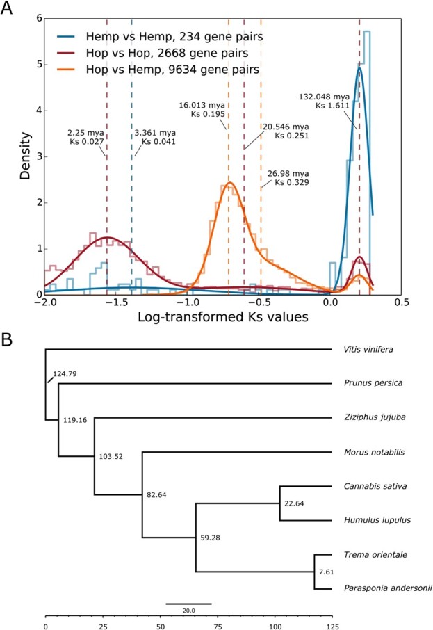 Estimates of molecular evolution and divergence time. A) Distribution of log-transformed Ks values from collinear gene pairs. The mixture model is superimposed over the histogram, and dashed lines correspond to the location of means identified by the mixture model. Time is included for each dashed line and is calculated using the equation T = Ks/2λ [36] and the substitution rate (λ) of 6.1 × 10−9. B) Bayesian time tree providing estimated dates of divergence between species. The dates are estimated by MCMCTree, incorporating fossil data and the species tree from OrthoFinder.