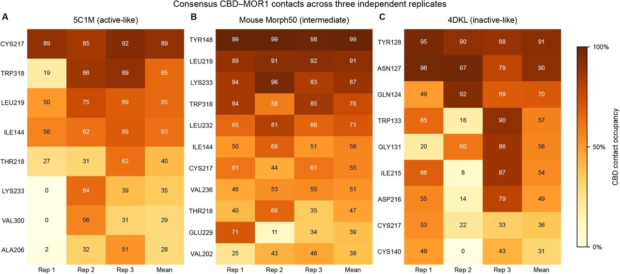 Consensus CBD-MOR1 contacts across three independent replicates.CBD-residue heavy-atom contact occupancy over the matched 0-200 ns window for (A) 5C1M active MOR1, (B) mouse Morph50 5C1M-to-4DKL intermediate MOR1, and (C) 4DKL inactive MOR1. A residue is included when CBD contact occupancy is at least 30% in at least two of three independent FEN+CBD trajectories. Heat-map values are percentages for each replicate, and the equal-weight replicate mean. A mean can be below 30% when two replicates meet the threshold and the third has low occupancy. Contact was defined by any ligand-residue heavy-atom distance of 4.0 A or less in a frame.