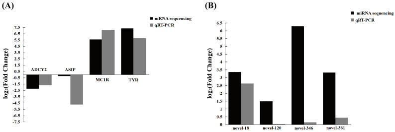 qRT-PCR validation of the RNA-Seq results. qRT-PCR was performed to validate the expression trends of differentially expressed mRNAs and miRNAs between mouth skin and skin of Liancheng white ducks. (A) Verification results of DEGs. (B) Verification results of DEmiRNAs. Black bars represent fold changes obtained from sequencing data, and gray bars represent fold changes obtained from qRT-PCR. The Y-axis represents log2 (Fold Change). Positive values indicate upregulation in mouth skin compared with skin, whereas negative values indicate downregulation. GAPDH was used as the internal reference gene for mRNA validation, and U6 was used as the internal reference for miRNA validation. The generally consistent expression trends between sequencing and qRT-PCR results support the reliability of the transcriptome sequencing data.